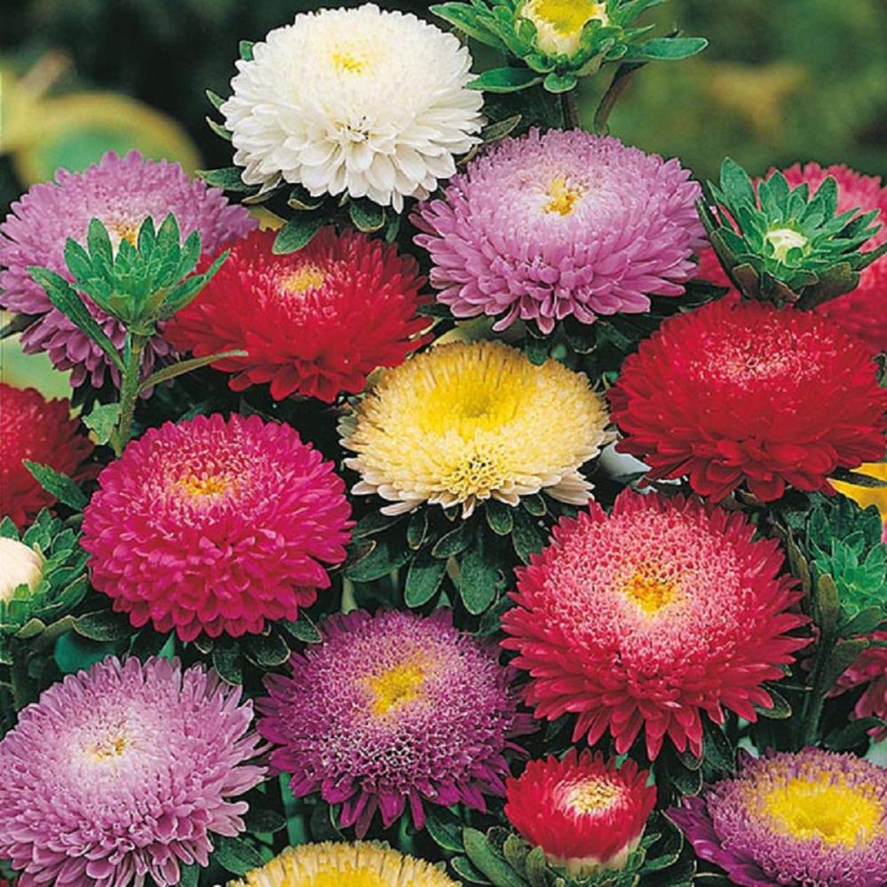 Aster Pompon Mixed Seeds